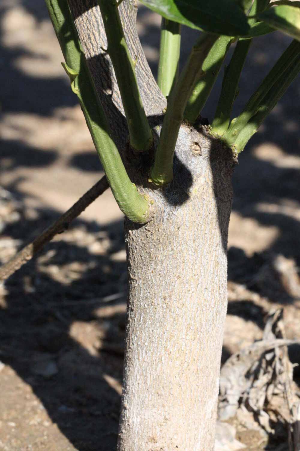              Bark (Riverside, CA)       